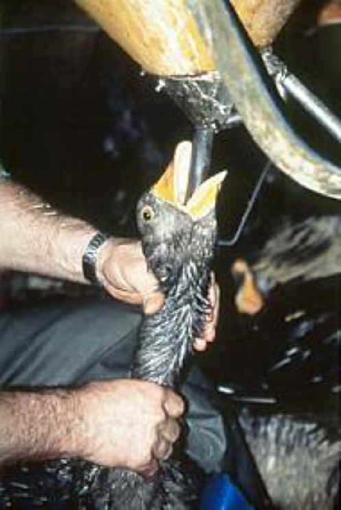 Nederland k&aacute;n importverbod instellen voor foie gras