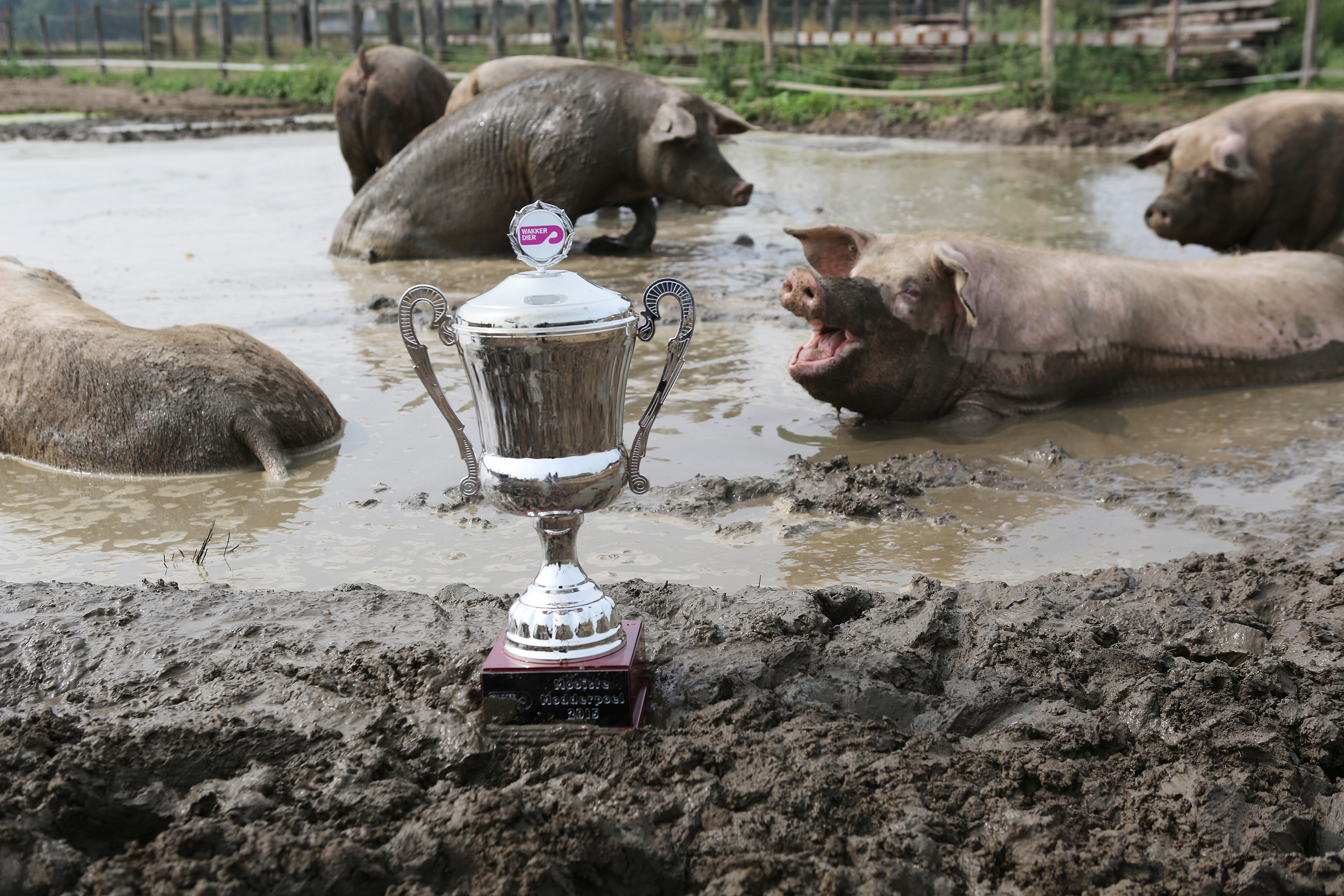 RCC: "Diervriendelijk" pas bij aanmerkelijk beter leven.