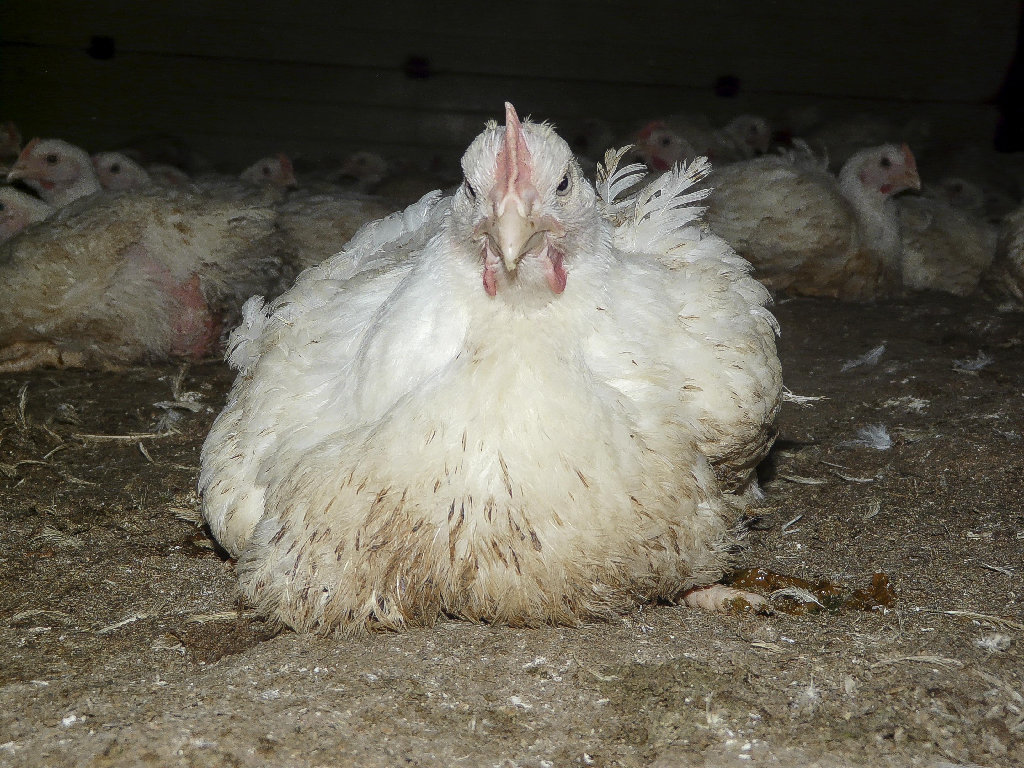 "Helft van plofkippen is kreupel" mag in reclameboodschap