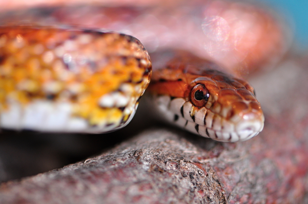 Wetsvoorstel flexibilisering B.V. bij Tweede Kamer