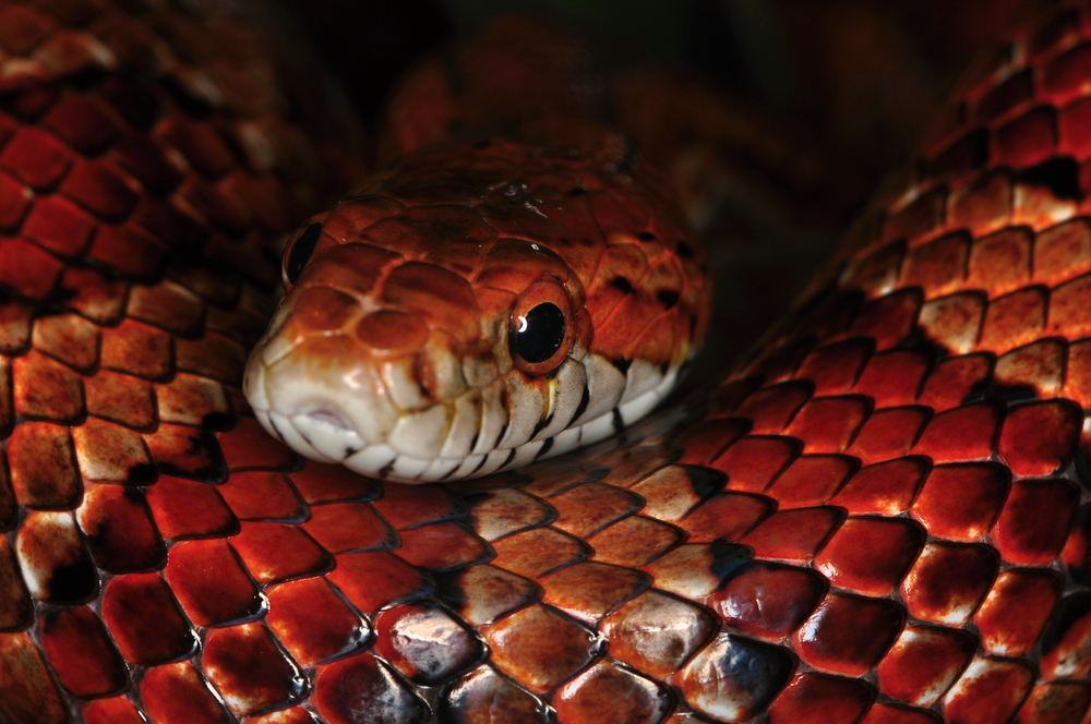 Dance Valley vs. Indian Valley