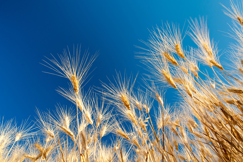 De Besloten Vennootschap met een maatschappelijk doel (BVm)